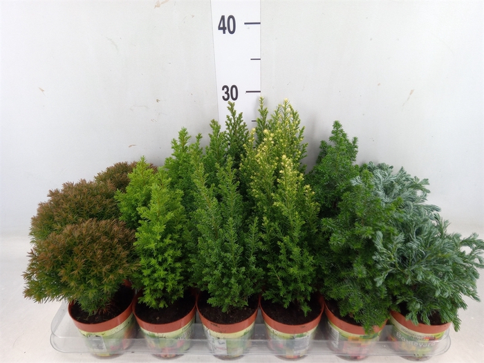 <h4>Conifers   ...mix</h4>