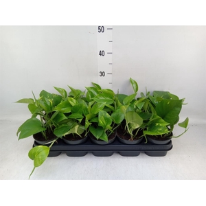 Epipremnum pinn. 'Aureum'