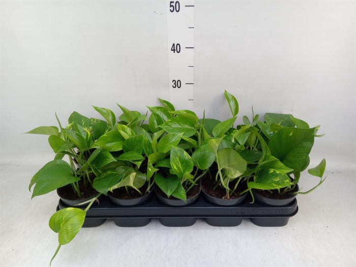 <h4>Epipremnum pinn. 'Aureum'</h4>