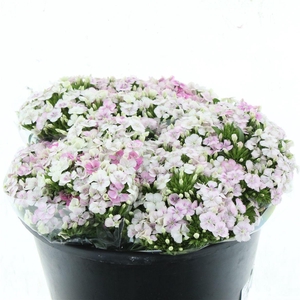 Di Barb Amazon Rose Magic