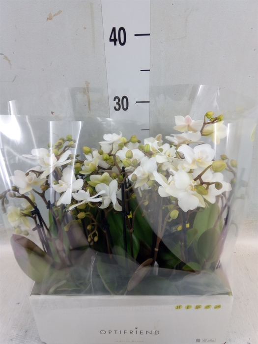 <h4>Phalaenopsis multi.   ...white</h4>