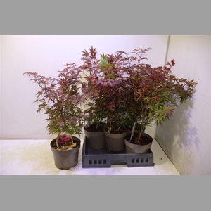 Acer Pa Atropurpureu