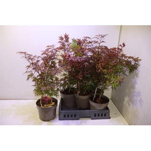 arr8 Acer Pa Atropurpureu