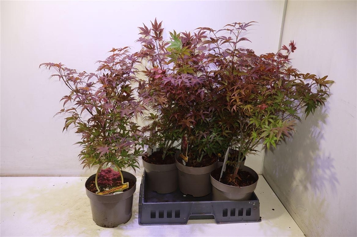 <h4>arr8 Acer Pa Atropurpureu</h4>