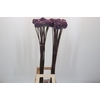 Allium Summer Drummer