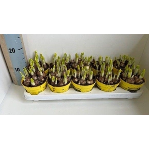 Narcis Tete a Tete gele pot touch of spring