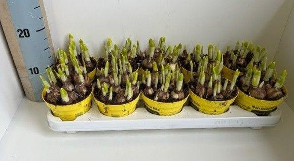 <h4>Narcis Tete a Tete gele pot touch of spring</h4>