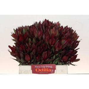 Leucadendron Saf Sunset Dark Red
