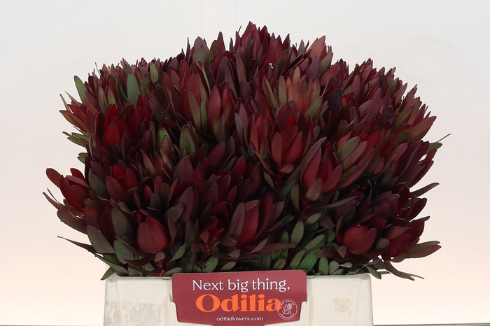 Leucadendron Saf Sunset Dark Red