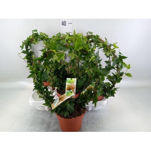 Hedera   ...green leafed