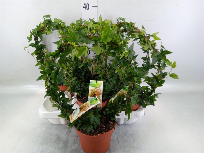<h4>Hedera   ...green leafed</h4>
