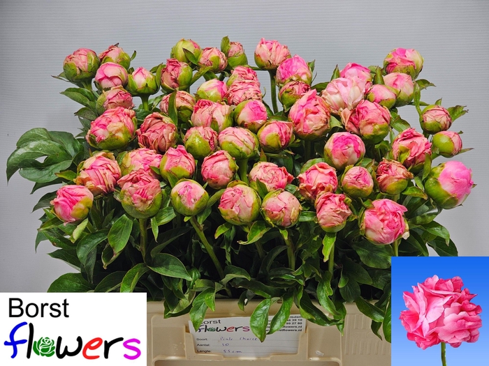 <h4>PAEO PINK CHOICE</h4>