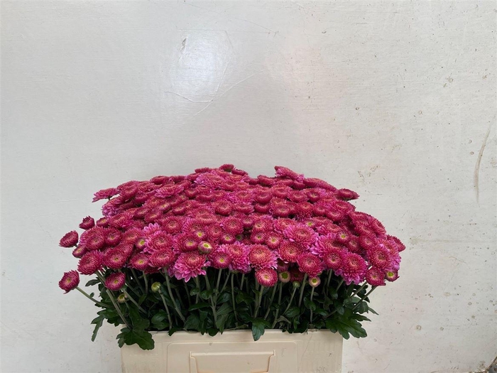 <h4>Chr T Blenda Purper</h4>