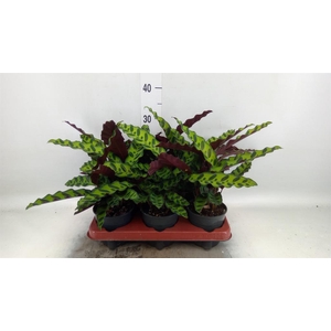 Calathea lancifolia
