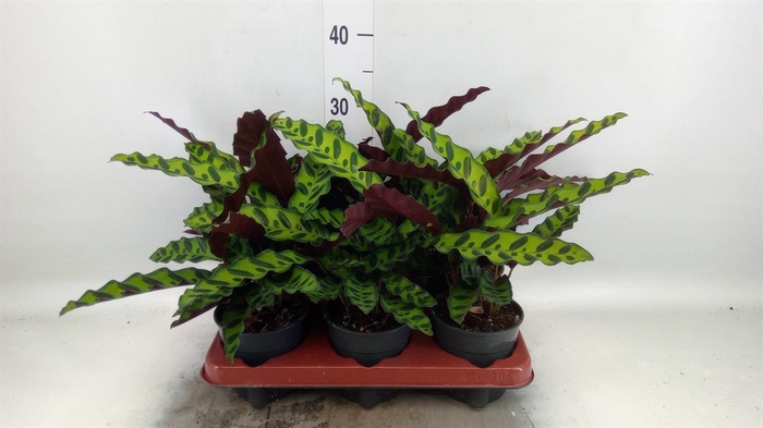 <h4>Calathea lancifolia</h4>