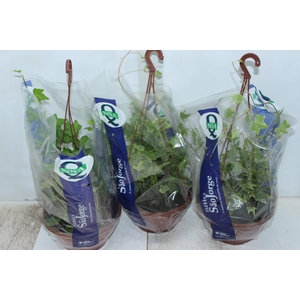 HEDERA VARIADO C21 PENDENTE