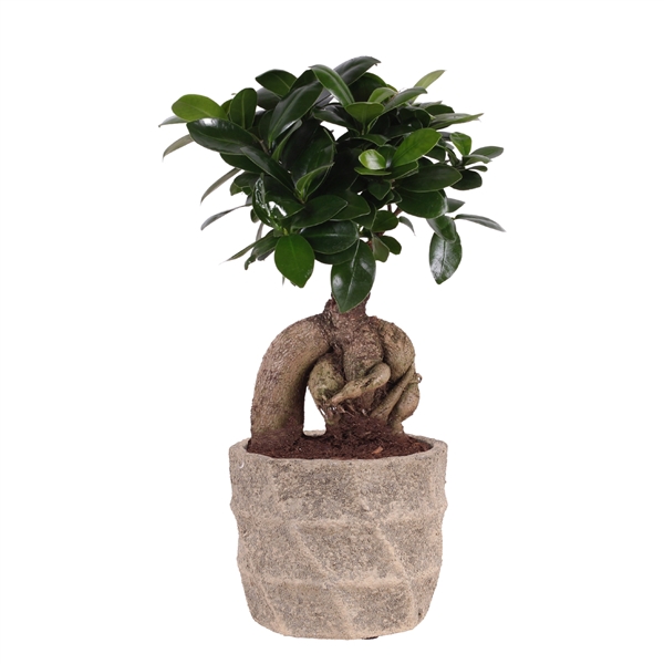 <h4>Ficus m. Ginseng ø09cm in ø11cm Deep Forest Nº366</h4>