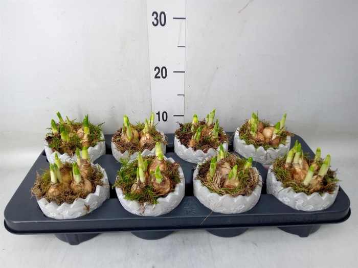 <h4>Arr.  Narcissus</h4>