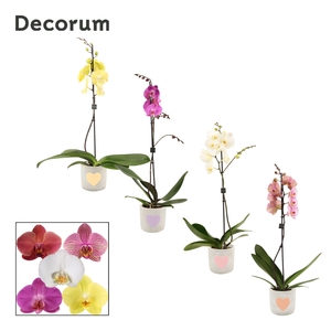 Phalaenopsis 1 tak 9+ mix in Jolijn (Sympathetic moods-collectio