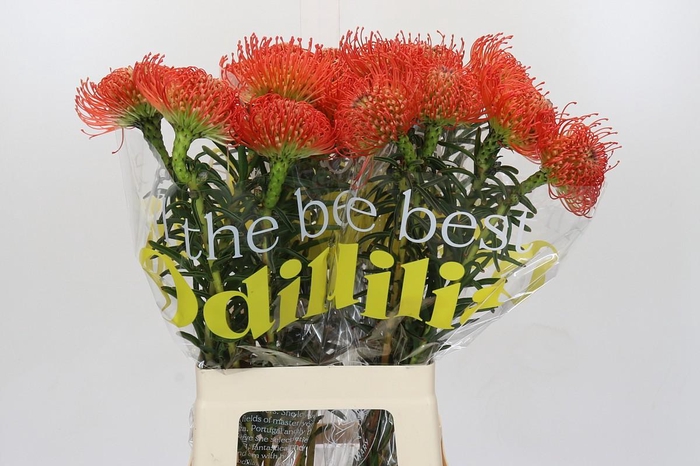 <h4>Nutans Succession</h4>