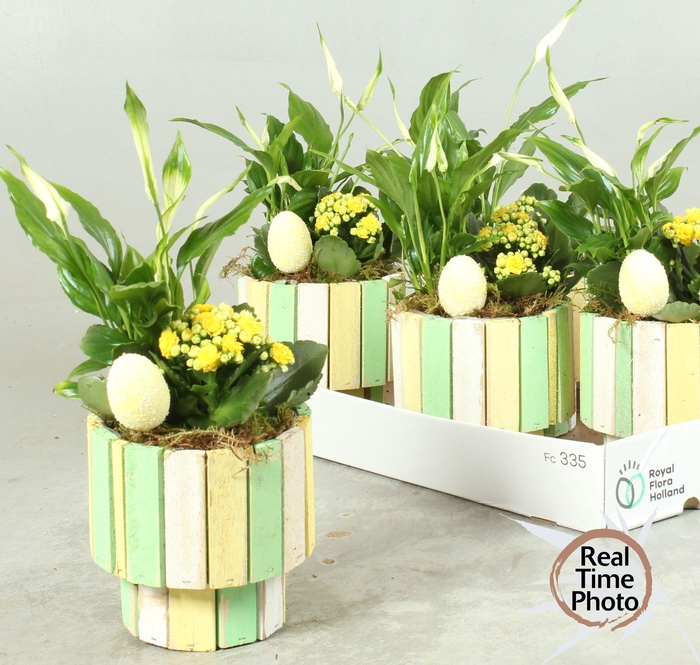 <h4>ARR KAMERPL</h4>