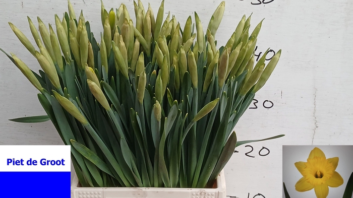 <h4>NARC T DUTCH MASTER</h4>