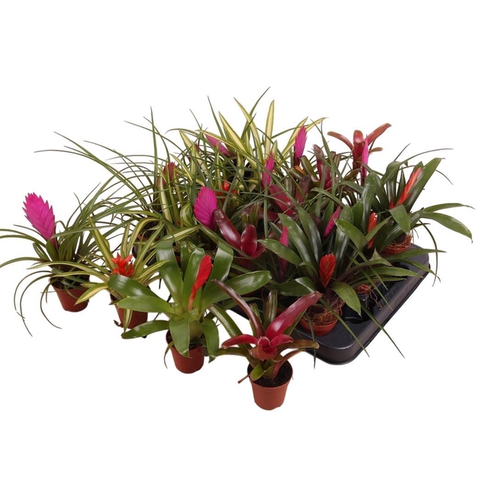 <h4>BROMELIA GEM</h4>