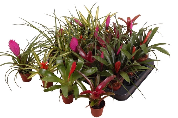 <h4>BROMELIA GEM</h4>