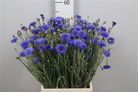 <h4>Centau Cyanus</h4>