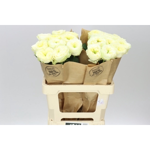 Rosa Gr Gar Solsbury Hill