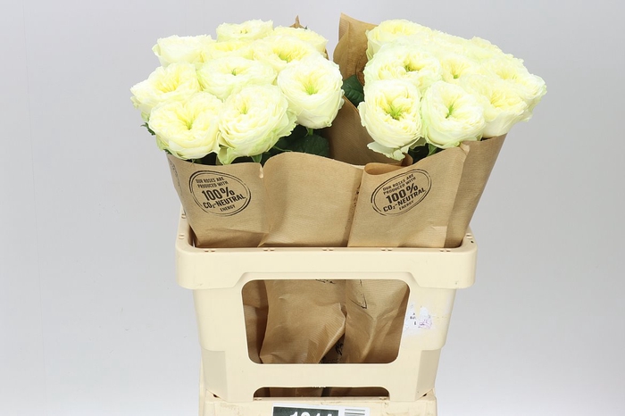 <h4>Rosa Gr Gar Solsbury Hill</h4>