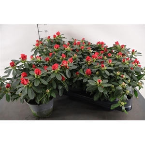 Rhododendron 14 Cm. P. Tosh Paris
