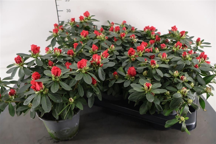 <h4>Rhododendron 14 Cm. P. Tosh Paris</h4>