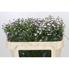 Aster Baby Pink Pearl