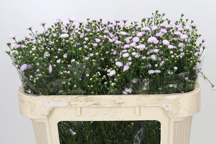 Aster Baby Pink Pearl