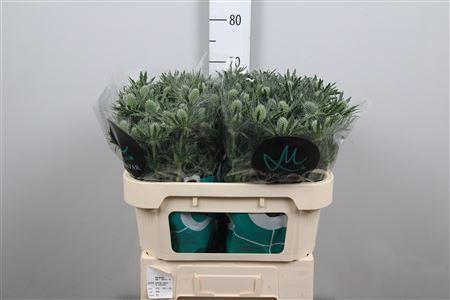 <h4>Eryngium  'Sirius Questar'</h4>
