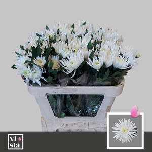 CHR G TOPSPIN 50 GR.