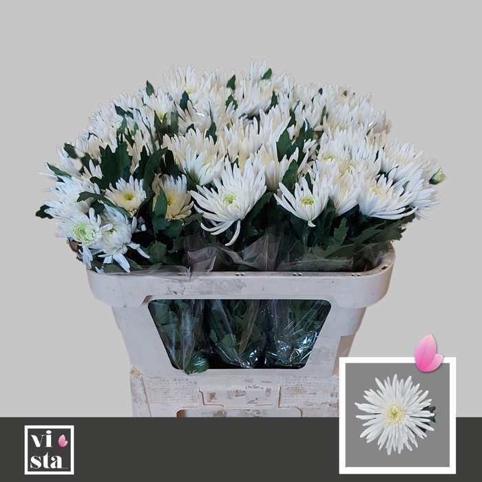 <h4>CHR G TOPSPIN 50 GR.</h4>