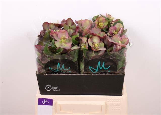 <h4>HELLEB MAMMOTH PINK</h4>