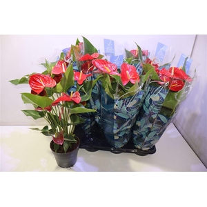 arr8 Anthu An Karma Red