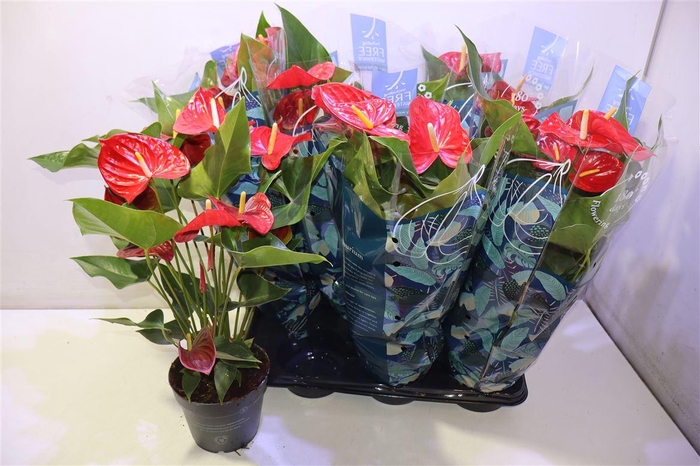 <h4>arr8 Anthu An Karma Red</h4>