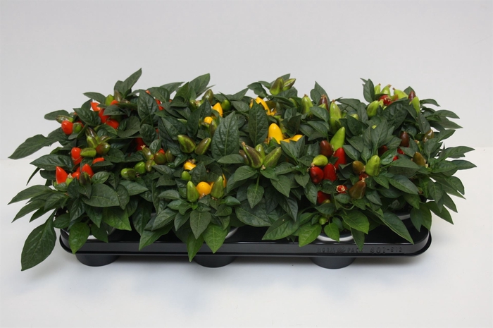 <h4>Capsicum annuum 'Samba'   ...mix</h4>