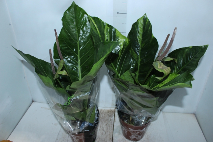 <h4>ANTHURIUM HOOKERI P19</h4>