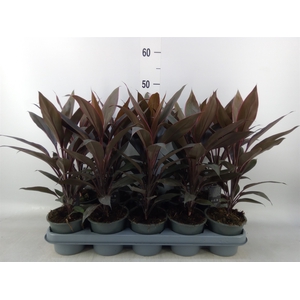 Cordyline fruti. 'Tango'