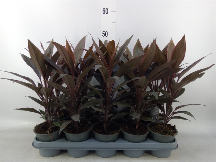 <h4>Cordyline fruti. 'Tango'</h4>