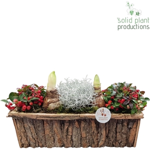 BRLA001 Amaryllis Bark R Large Brown