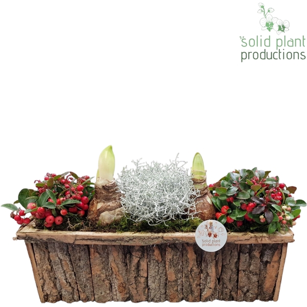 <h4>BRLA001 Amaryllis Bark R Large Brown</h4>