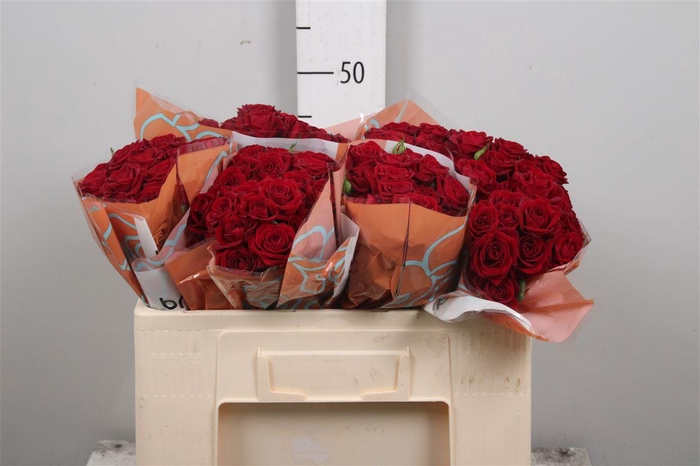 <h4>R Tr Rubicon</h4>