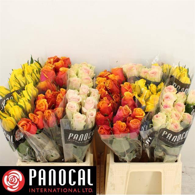 <h4>R GR GEM IN FUST</h4>