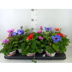 Anemone cor. 'Harmony'   ..mix